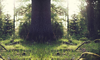 A large tree trunk stands in a sunlit forest, surrounded by green grass and foliage.